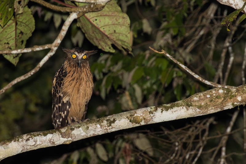 Buffy Fish-Owl