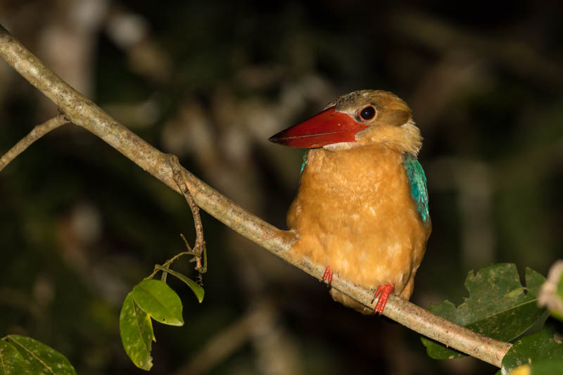 Stork-Billed Kingfisher