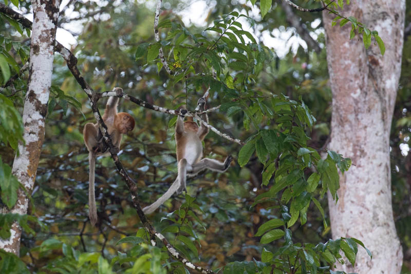 Proboscis Monkeys