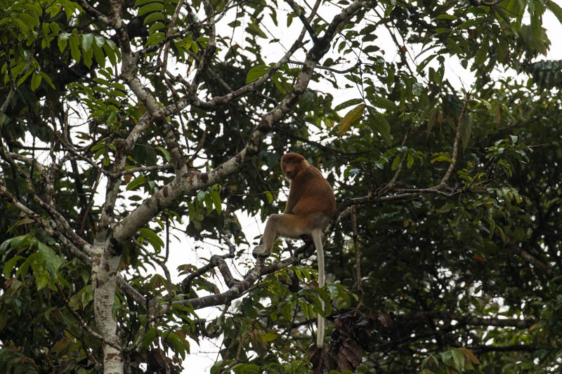 Proboscis Monkey