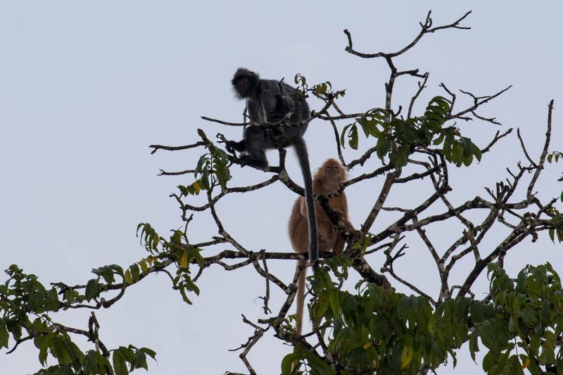 Silvered Leaf Monkeys