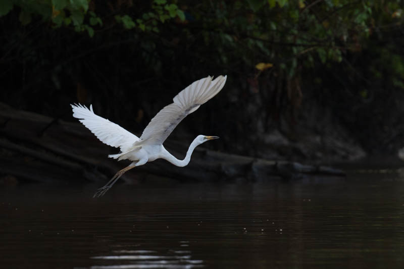 Great Egret In Flight