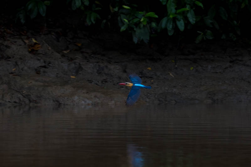 Stork-Billed Kingfisher In Flight