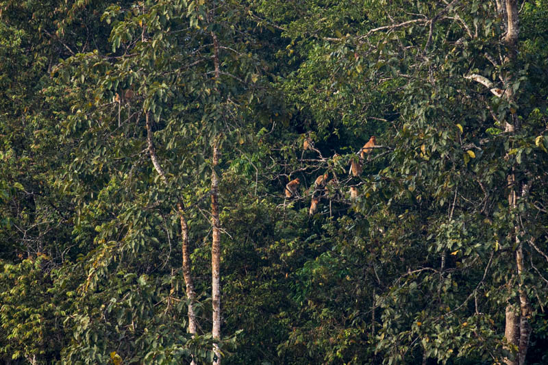 Proboscis Monkey Troop In Trees