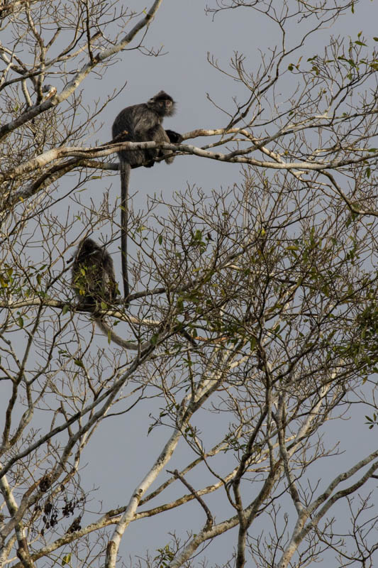 Silvered Leaf Monkeys