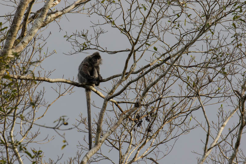 Silvered Leaf Monkey