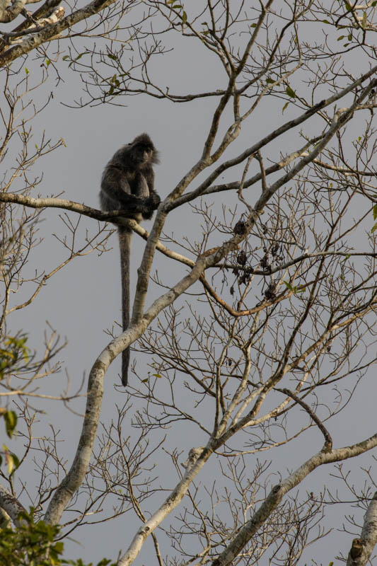 Silvered Leaf Monkey