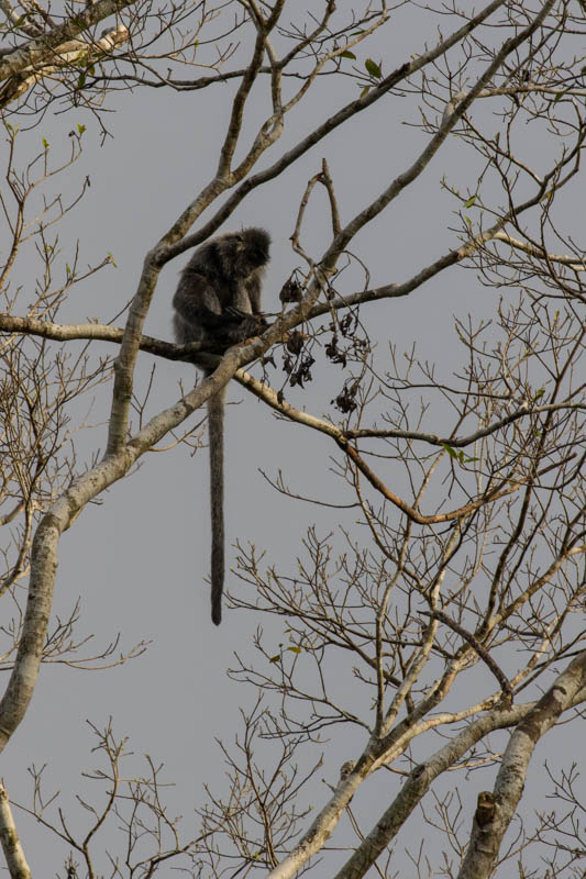 Silvered Leaf Monkey