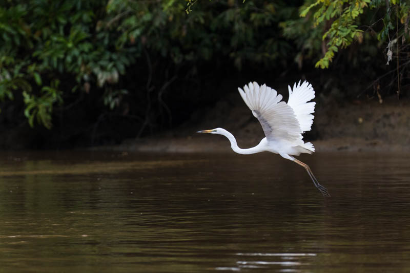 Pacific Reef Egret In Flight