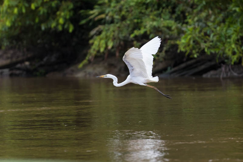 Pacific Reef Egret In Flight