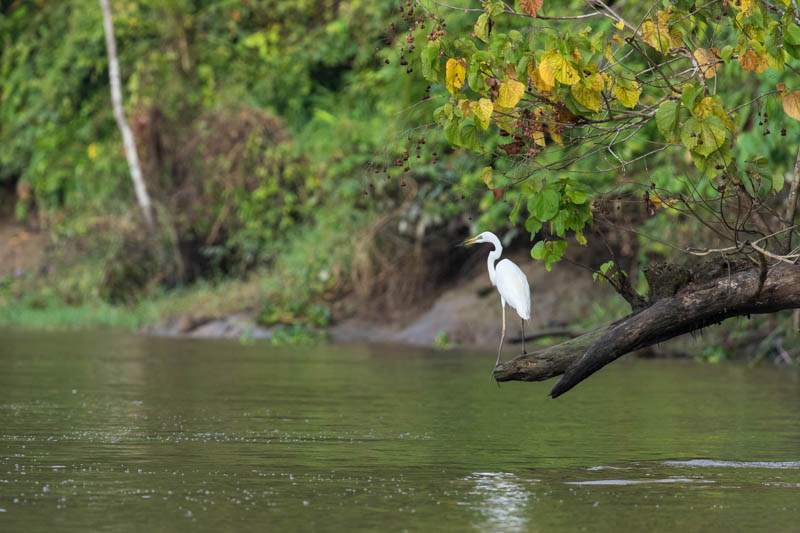 Pacific Reef Egret