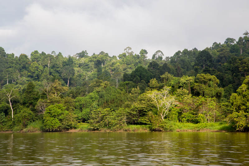 The Kinabatangan River